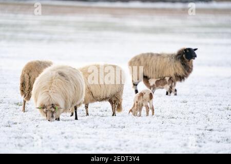 Mandria di pecora skudde con agnello mangiare il prato di fieno coperto di neve. Inverno in fattoria Foto Stock
