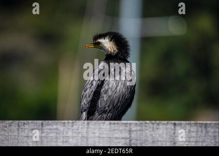 Un piccolo shag pied, Phalacrocorax melanoleucos, siede su un molo di legno, Nuova Zelanda. Foto Stock