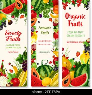 Banner frutta estiva. Agricoltura biologica mela e fragola, banana, arancia e ciliegia, uva, limone, papaya, anguria e susina, fico, frutta drago e c Illustrazione Vettoriale