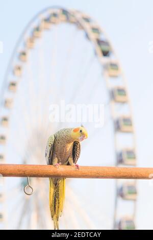 Fuoco selettivo cockatiel Nymphicus hollandicus bellissimo uccello adorabile su supporto di legno. Foto Stock