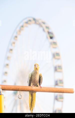 Fuoco selettivo cockatiel Nymphicus hollandicus bellissimo uccello adorabile su supporto di legno. Foto Stock