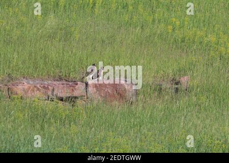 Hawk dalla coda rossa 3 giugno 2017 vicino a Corson, South Dakota Foto Stock