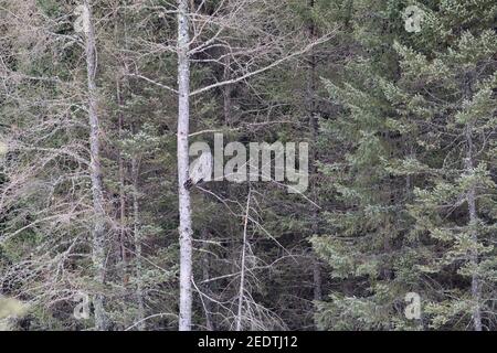 Great Grey Owl 4 marzo 2018 Sax-Zim Bog, Minnesota Foto Stock