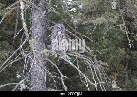 Great Grey Owl 4 marzo 2018 Sax-Zim Bog, Minnesota Foto Stock