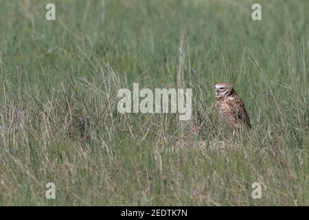 Burrowing Owl 1 giugno 2017 Lyman County, South Dakota Foto Stock