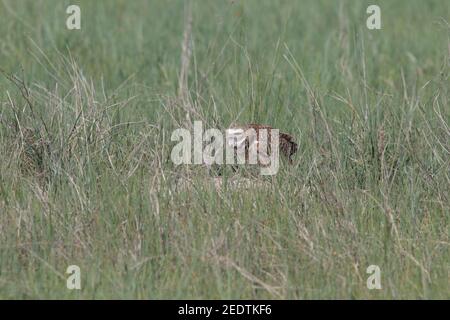 Burrowing Owl 1 giugno 2017 Lyman County, South Dakota Foto Stock