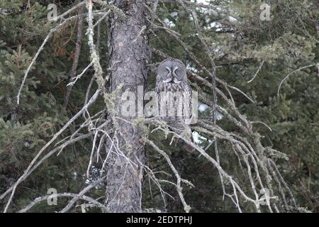 Great Grey Owl 4 marzo 2018 Sax-Zim Bog, Minnesota Foto Stock