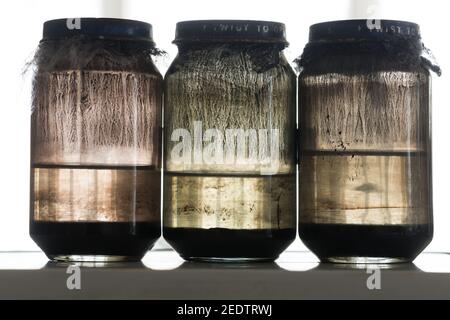 Sedimentazione di pigmento tonale di olio nero in minerale di solvente organico l'olio si deposita con macchie di pigmenti all'interno Di vaso di vetro RGB Foto Stock