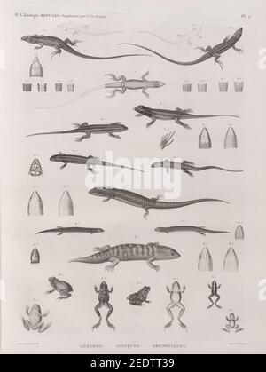 Zoologie. Rettili. (Supplemento). Lézards; Scinques; Grenouilles Foto Stock
