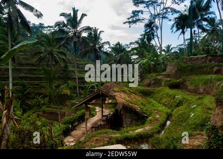 Rifugio in legno alla terrazza del riso Tegallalang a Bali Foto Stock