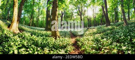 Fiori di aglio selvatico nella foresta con sole - paesaggio naturale Foto Stock