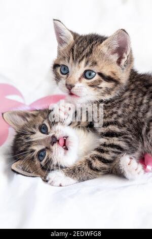 Due piccoli gattini giocosi a righe che giocano insieme a letto a casa. Animali domestici e gatti sani e adorabili. Verticale Foto Stock