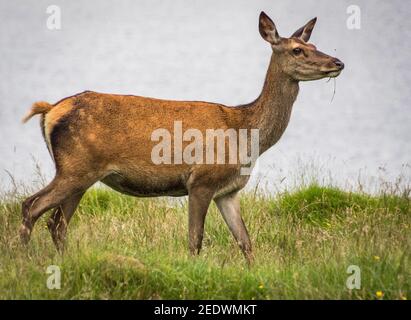 Il cervo (Cervus elaphus) Foto Stock