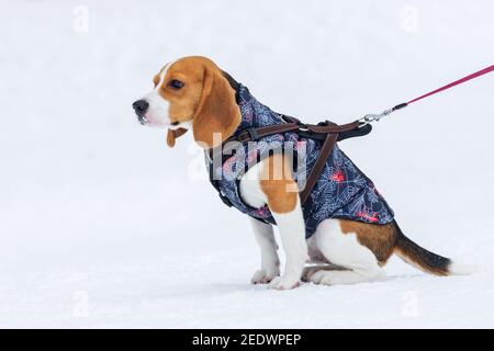 cane beagle in un gilet seduto nella neve Foto Stock