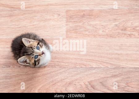 Gattino in attesa di cibo. Piccolo gatto a strisce che si siede sul pavimento di legno, leccando e guardando in su alla macchina fotografica. Foto Stock