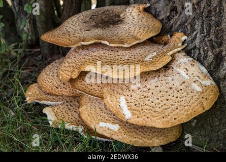 Funghi a sella di Dryad (Polyporus Squamosus) Foto Stock