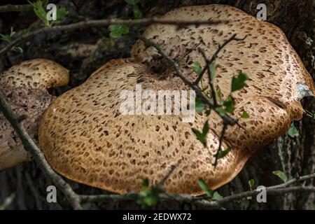 Funghi a sella di Dryad (Polyporus Squamosus) Foto Stock