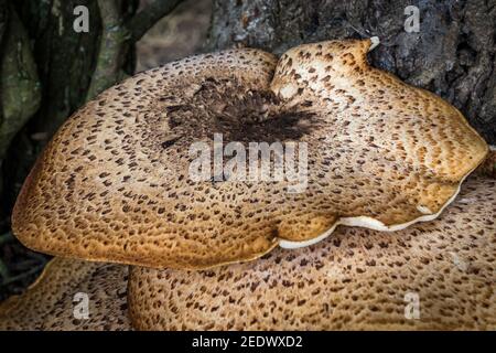 Funghi a sella di Dryad (Polyporus Squamosus) Foto Stock