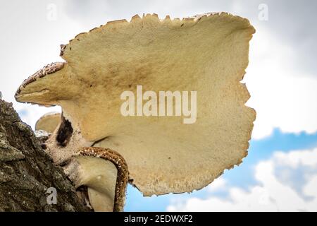 Funghi a sella di Dryad (Polyporus Squamosus) Foto Stock