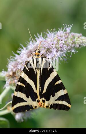 Jersey Tiger Moth, un giorno-Flying Moth, Euplagia quadripunctaria, sul fiore viola di canapa-agrimony o la corda Santa, Euphatorium cannabinum Foto Stock