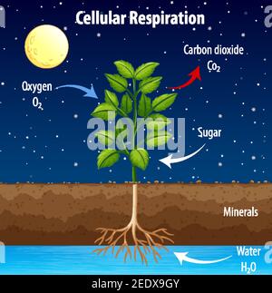 Diagramma che mostra il processo di respirazione cellulare Illustrazione Vettoriale