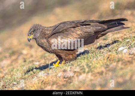 Aquilone nero (Milvus migrans) arroccato sul terreno in ambiente naturale nei Pirenei spagnoli, Spagna. Aprile. Si verifica in Europa Asia, Africa e Austr Foto Stock