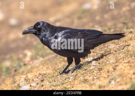 Raven comune (Corvus corax) arroccato sulla roccia nei Pirenei spagnoli, Catalogna, Spagna. Aprile. Loro alimentano su alimentazione su carrion, insetti, grani di cereale, sia Foto Stock