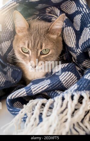 Gatto premuroso e carino avvolto in una coperta calda e si siede su un davanzale alla finestra, nei raggi del sole invernale. Foto Stock