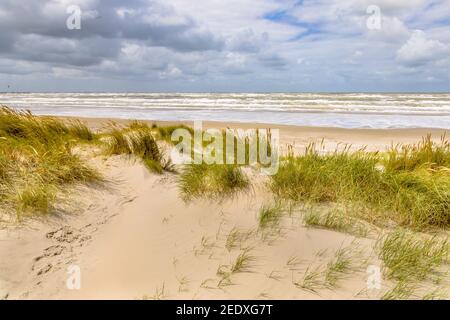 Vista panoramica della duna di sabbia sulla costa del mare del Nord vicino a Wijk aan Zee, provincia Noord Holland, Paesi Bassi. Scenario paesaggistico di natura europea. Foto Stock