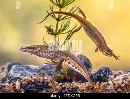 Palmate newt (Lissotriton helveticus) coppia anfibi acquatici colorati che nuotano in habitat d'acqua dolce dello stagno. Fauna selvatica scena subacquea di animale in n Foto Stock