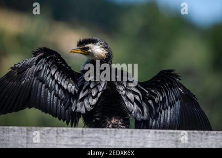 Un piccolo shag pied, Phalacrocorax melanoleucos, siede su un molo di legno, Nuova Zelanda. Foto Stock