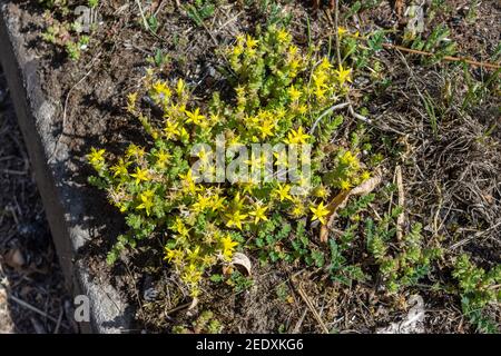 Fiori gialli luminosi a forma di stella su un cerotto di pietra di mordere Crop, sedum acro, aka goldmoss stonecrop, stonecrop muschio, sedum di oro, stonecr. di mordimento Foto Stock