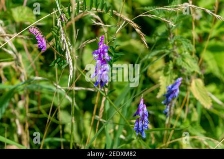 I fiori blu malva di Tufted vetch, Vicia cracca, aka mucca vetch, uccello vetch, blu vetch, boreal vetch crescente intraved in graminacee lunghe e nettle Foto Stock