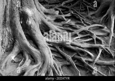 Primo piano immagine in bianco e nero di alcune radici di alberi complessi, su un sentiero boscoso, vicino alle cascate di Snoqualmie, Washington, USA Foto Stock