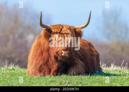 Primo piano di bovini rossi bruni delle Highland, razza bovina scozzese Bos taurus con corna lunghe che riposano in prateria Foto Stock