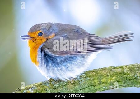 Europeo robin Erithacus rubustecula foraggio nella neve, bella fredda impostazione invernale Foto Stock