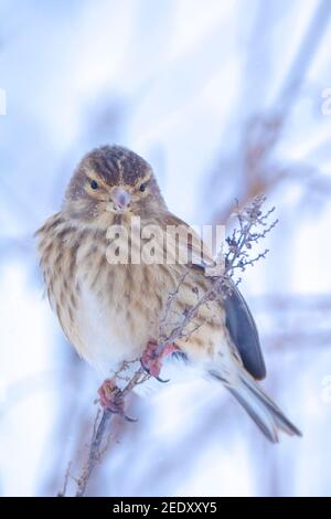 Closeup di un mazzetto di canna comune, Emberiza schoeniclus, foraggio nella neve, bella fredda impostazione invernale Foto Stock