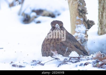 Closeup di un comune uccello nero Turdus merula, foraging nella neve, bella fredda impostazione invernale Foto Stock