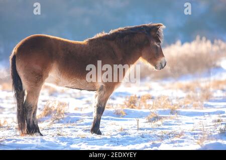 Exmoor pony pascolo nella neve, freddo paesaggio invernale e cielo azzurro. Foto Stock