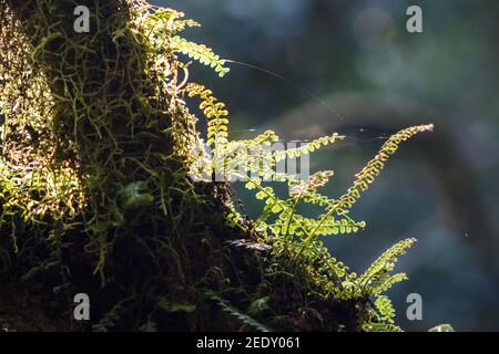 Piccole felci, che crescono su un ramo di albero nella Gola di Graskop, in Sud Africa, essendo retroilluminati dalla luce del tardo pomeriggio Foto Stock