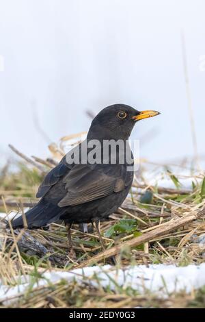 Closeup di un maschio di Blackbird, Turdus merula, foraging nella neve, bello freddo impostazione invernale Foto Stock