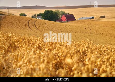 Campo di ceci e fattoria. Campo di ceci sulle dolci colline del Palouse. Stato di Washington, Stati Uniti. Foto Stock