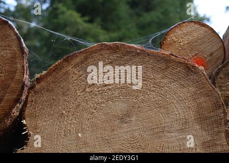 Colpo closeup di legno accatastato tronchi sega per sfondo Foto Stock