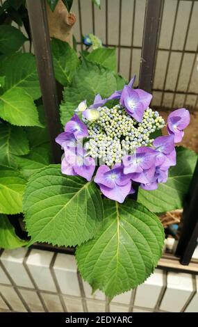 Colpo verticale di fiori di idrangea viola Foto Stock