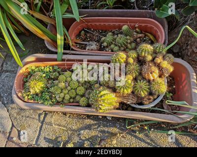 Colpo ad alto angolo di cactus su una pentola nel massa Foto Stock