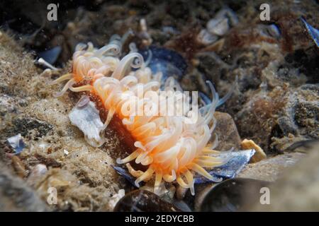 Elegante anemone (Sagartia elegans) in una piscina di roccia bassa sulla riva, il Gower, Galles, Regno Unito, agosto. Foto Stock