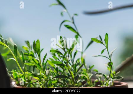 Verde che cresce in una pentola sul davanzale. Come crescere verdi sul davanzale Foto Stock