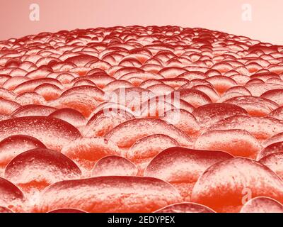 Primo piano su UN muro di roccia, salmone, pesca e rosso Foto Stock