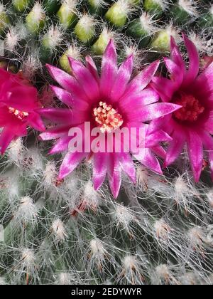 Closeup di piccoli cactus con fiori di magenta in fiore Foto Stock