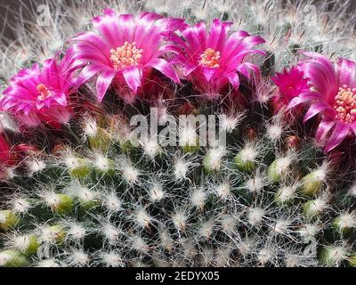 Closeup di piccoli cactus con fiori di magenta in fiore Foto Stock